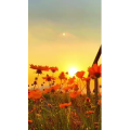 花801