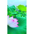 花802