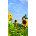 花806