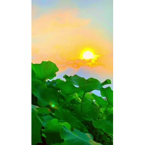 花807