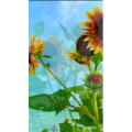 花808