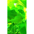 花809