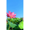 花812