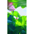花813