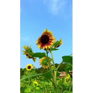 花816