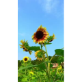 花816
