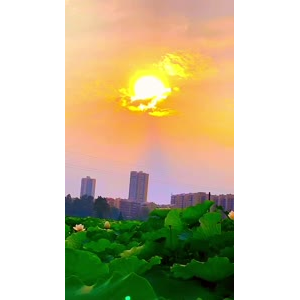 花817