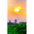 花817