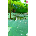花818