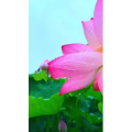花823