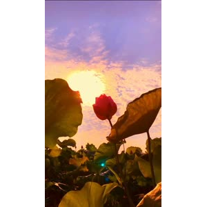 花824