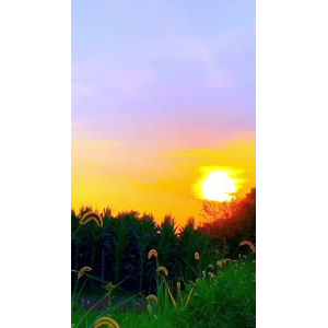 花827
