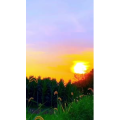 花827