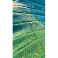 花829
