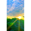 花830