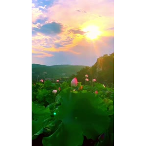 花834