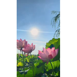 花838