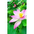 花839