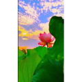 花840