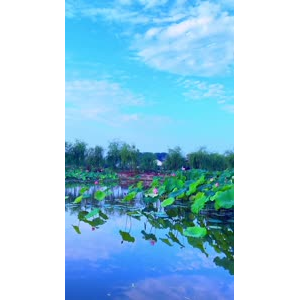 花842