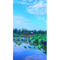 花842