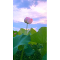 花845