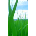花846