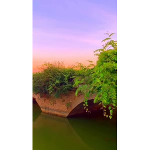 花851