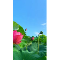花863