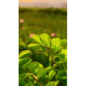 花866