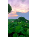 花868