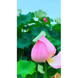 花869