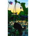 花872