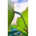 花875
