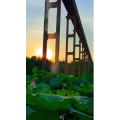 花876