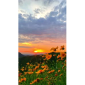 花878