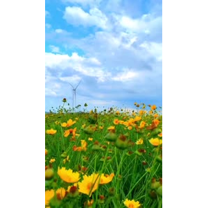 花886