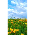 花886