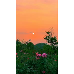 花889