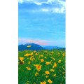花892