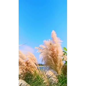 花898