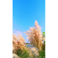 花898