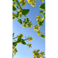 花899