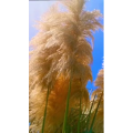 花903