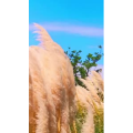 花906