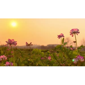 花921