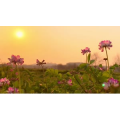 花921