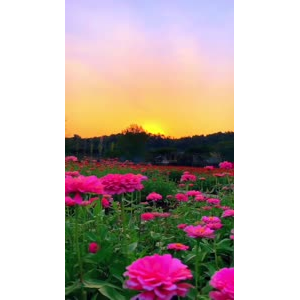花926