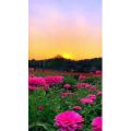 花926