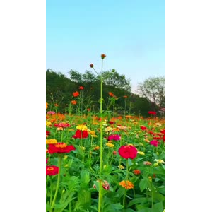 花927